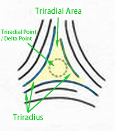 punto triradial